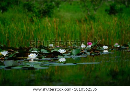 white water lilies and their reflections