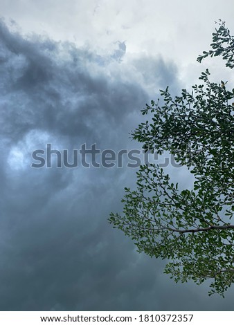 The sky under the tree before the rain