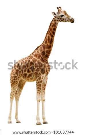 Giraffe isolated on white background. Clipping path included Royalty-Free Stock Photo #181037744