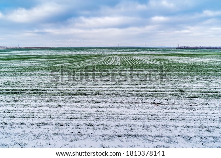 Snow-covered field with green shoots of winter cereals. The picture was taken in Russia, in the countryside at the end of November