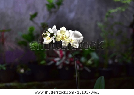 beautiful white orchids in bloom