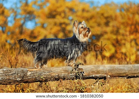 Side view picture of yorkshire terrier standing on the wooden fence