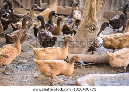 Female Duck Group in a duck farm at the back of the house It is cultured to store duck eggs for sale every day. It is a business of livestock farmers in rural Thailand.
