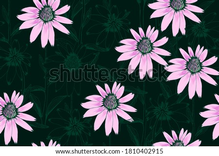 Echinacea Purpurea flowers seamless pattern. Pink and purple floral on dark green background. Hand drawn plants vector illustration