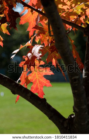 Backlit Red Oak Leaves in Autumn
