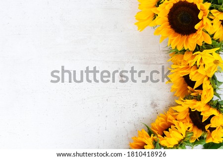 Sunflowers fresh blooming flowers and petals border on white wooden table background with copy space