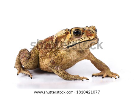 Asian common toad ( Duttaphrynus melanostictus ) isolated on white background