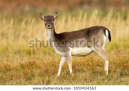 Fallow deer, dama dama, hind facing camera on meadow in autumn nature. Female wild mammal standing on grass from side low angle view. Animal wildlife.
