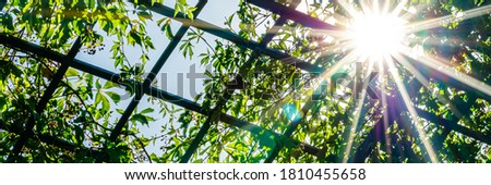 Bright sun through the green foliage in the garden, banner. Pergola covered in green leaves on Virginia creeper vine Parthenoci.