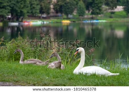 Family of beautiful swans relaxing by the lake with young grey cygnets relaxing on the grass