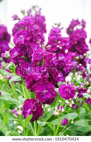 Blurry Matthiola incana flower, stock flowers, cut flowers in nursery, full bloom. Purple Matthiola