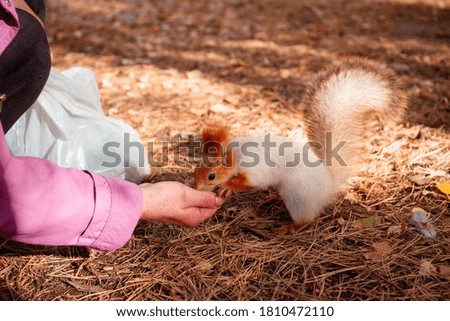 Squirrel in the autumn park is fed seeds from the hand