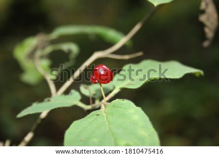 wolfberry on a branch in the forest close up