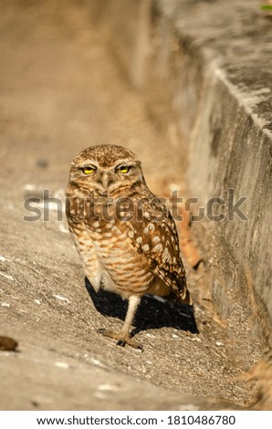 Owl in the street moment