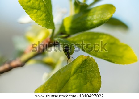 Green cherry leaves with ant in the garden