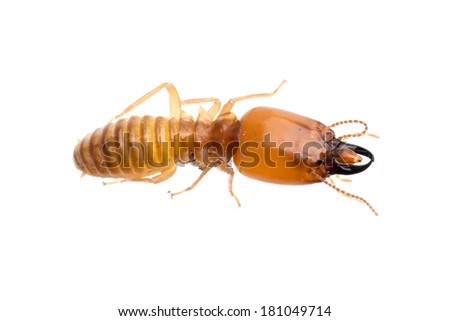 termite, soldier white ant isolated.