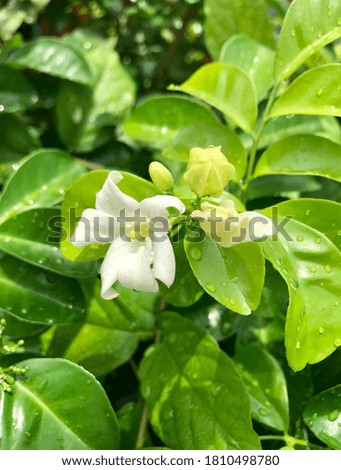 Lovely orange jasmine flowers are blooming and bright among the green leaves background in the garden on a rainy day