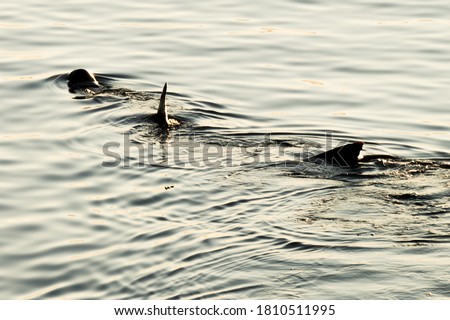 basking shark swimming during sunset