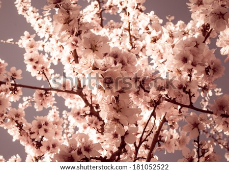 Fruit tree blossoms on a spring day. Pastel tones