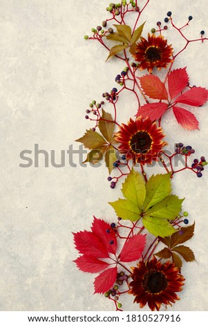 Pattern from grape leaves and red sunflowers on a light gray background. Autumn and copy space concept.