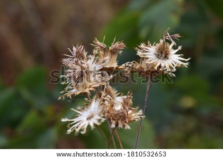 Withered and shriveled Thistle. Dead brown wildflower macro view
