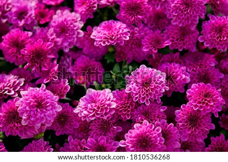 Chrysanthemums blossom in the autumn garden. Background with bright  lilac chrysanthemums. Hardy chrysanthemums.  Chrysanthemum koreanum. Chrysanthemum flowers horizontally. 