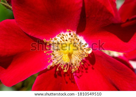 Wild red rose flower on the green background. Macro close-up. High quality photo
