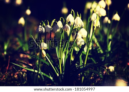 spring snowflakes flowers - leucojum vernum carpaticum