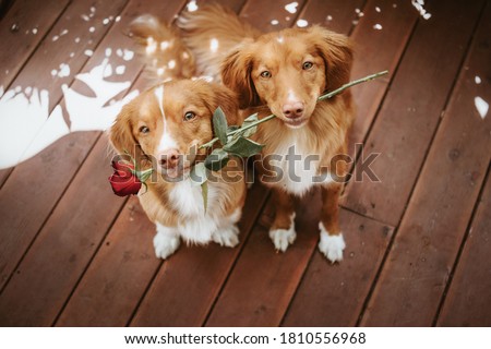 Two cute and adorable nova scotia duck tolling retriever dogs holding a rose in their mouth on a wooden background, valentines day, gift Royalty-Free Stock Photo #1810556968