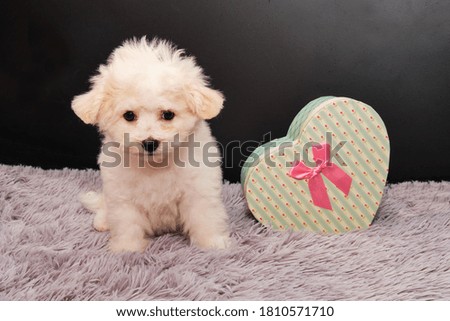 Maltese dog puppy sits after grooming by a professional groomer next to a beautiful heart-shaped box. Very beautiful puppy.