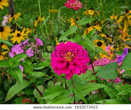 Zinnia is a genus of plants of the sunflower tribe within the daisy family. They are native to scrub and dry grassland in an area stretching from the Southwestern United States to South America