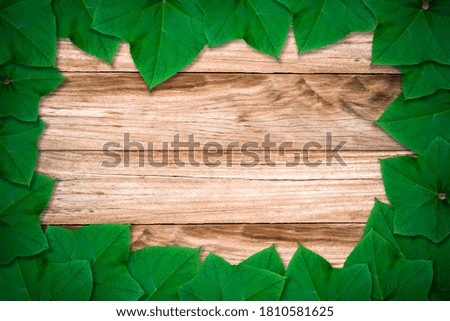 Close up group of green leaves on wooden plank, blank empty space for copy.