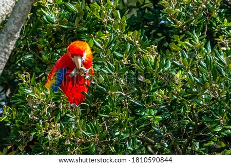 Ara macao known as scarlet macaw