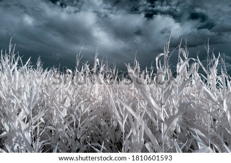 Surreal infrared scene on a corn field. Brno, Czech Republic
