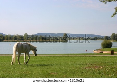 A small white pony walking, great lake in the background