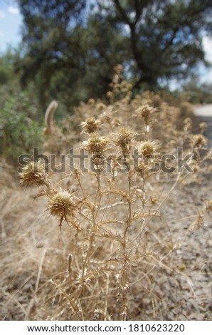 Selective focus of Dry flowers of thistles with pickles of weeds in the countryside with a blurry background 