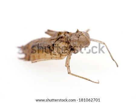 A dragonfly puparium isolated on a white background 
