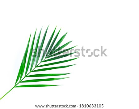 Frame with a green tropical leaf. Isolated on white.