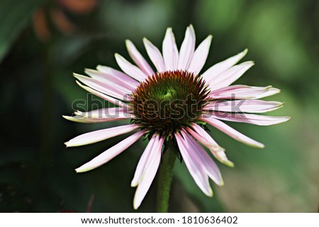 Pink flower of Echinacea  ‘Hope’  close-up. Nature background. Blooming Echinacea. Herbal plants.