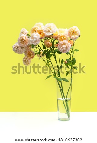 A bouquet of Pastel pink roses in a transparent glass vase on bright yellow background. Creative greeting card. front view
