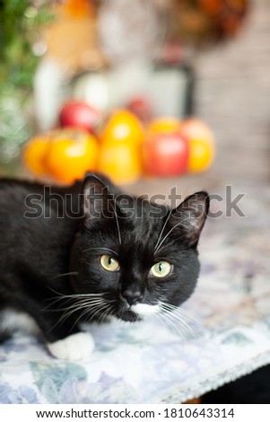 black cat with white spots, clean domestic cat happy with life sits on the table