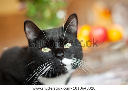 black cat with white spots