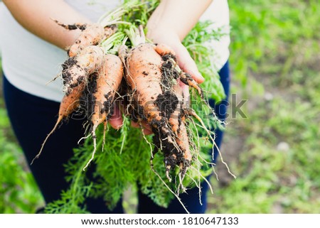 A woman, dressed in a white blouse and black pants, holds in her hands many different carrots against the background of the beds. Selective focus. Photo concept.