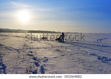 Winter, north fields, to drive in a sledge with siberian husky, landscape