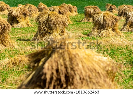 Amish / mennonite wheat / barley bails of straw waiting to be thrashed.  Marco and close up photographs.  Holmes County Ohio.  Mid summer harvest of winter wheat.  Selective focus/ bokeh 
