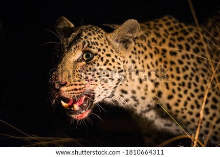 A close up portrait of an African leopard at night in the spotlight, Greater Kruger National Park, South Africa