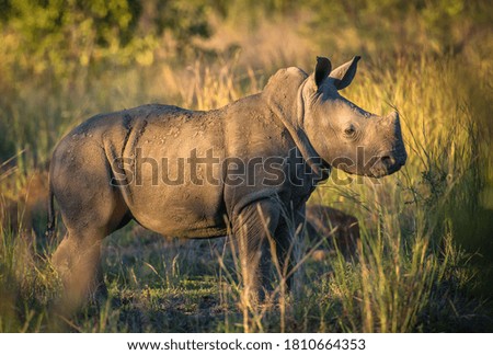 Cute tiny baby rhino in golden light, Pilanesberg National Park, South Africa