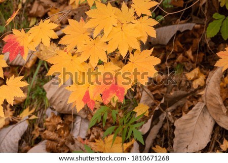 Red and yellow maple leaves in autumn
