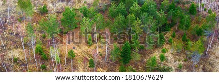 Breathtaking panoramic aerial view of the northern forest (bog) in Latvia. Natural pattern of colorful birch. pine and fir trees. Drone photography. Travel destinations, seasons, autumn, fall season