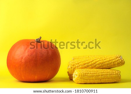 orange pumpkin with juicy yellow ripe corn on a yellow solid background